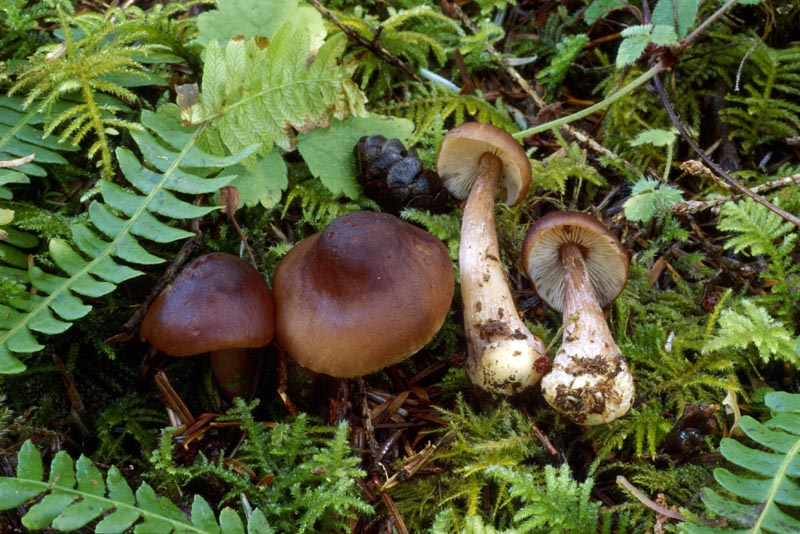 Rhodocollybia butyracea forma butyracea